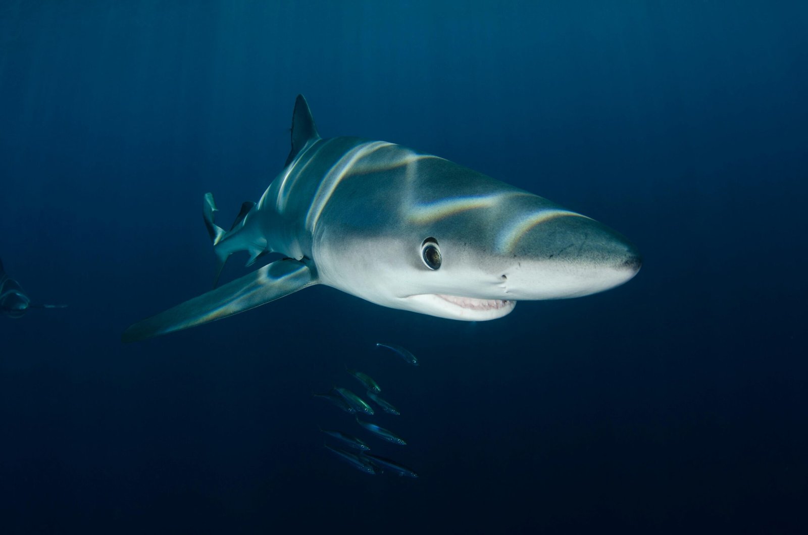 shark safari