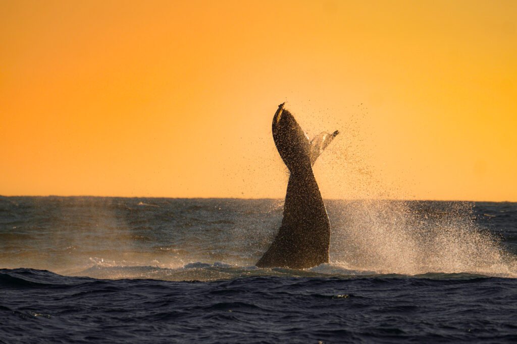 sunset whale watching