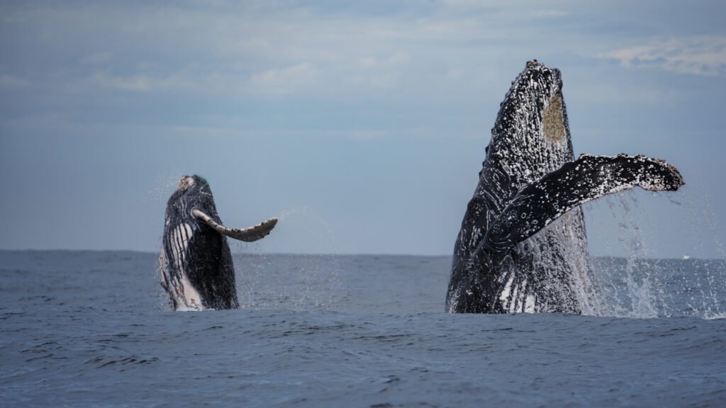 humpback whale watching