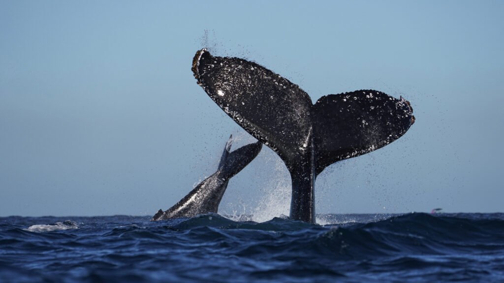 humpback whale watching