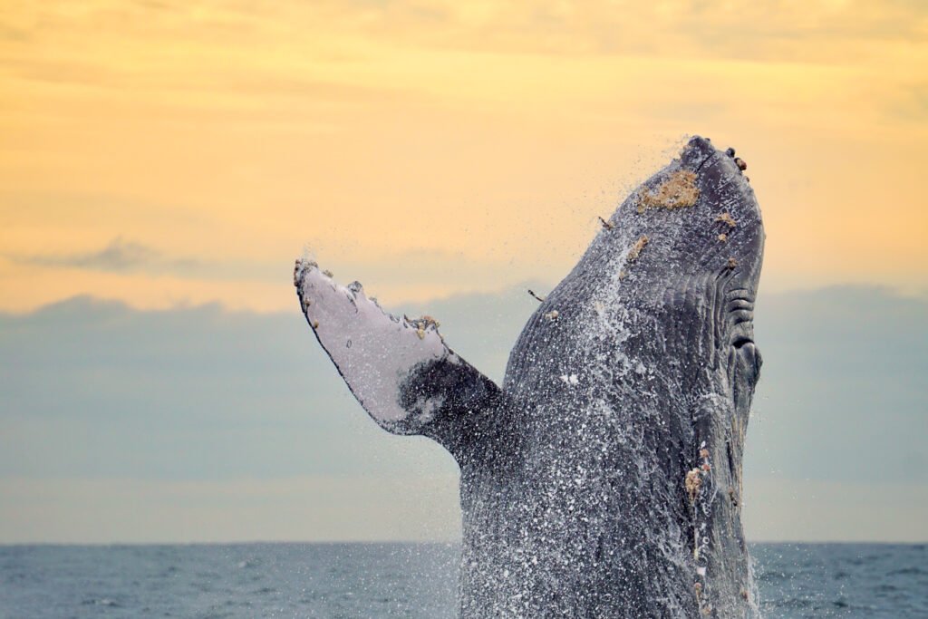 sunrise whale watching humpback whale
