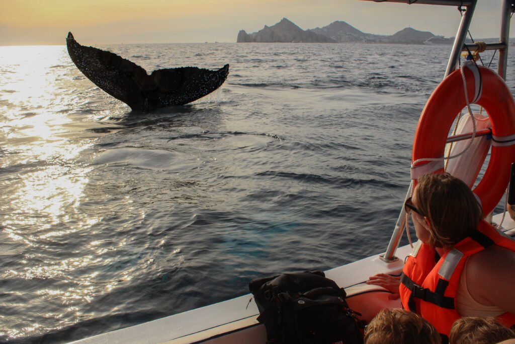 sunrise whale watching humpback whale tail