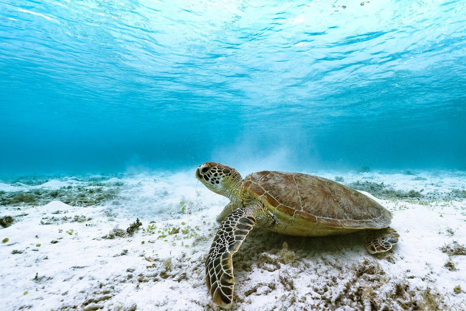 ocean safari turtle swim
