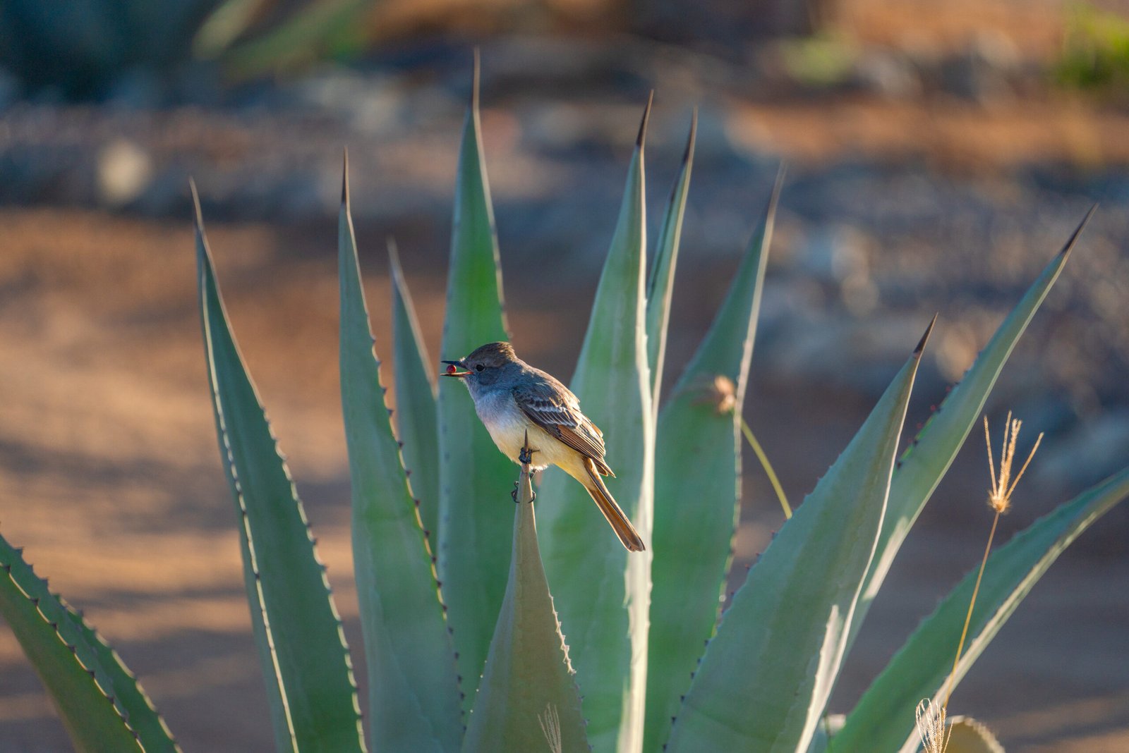 birding tour in Cabo