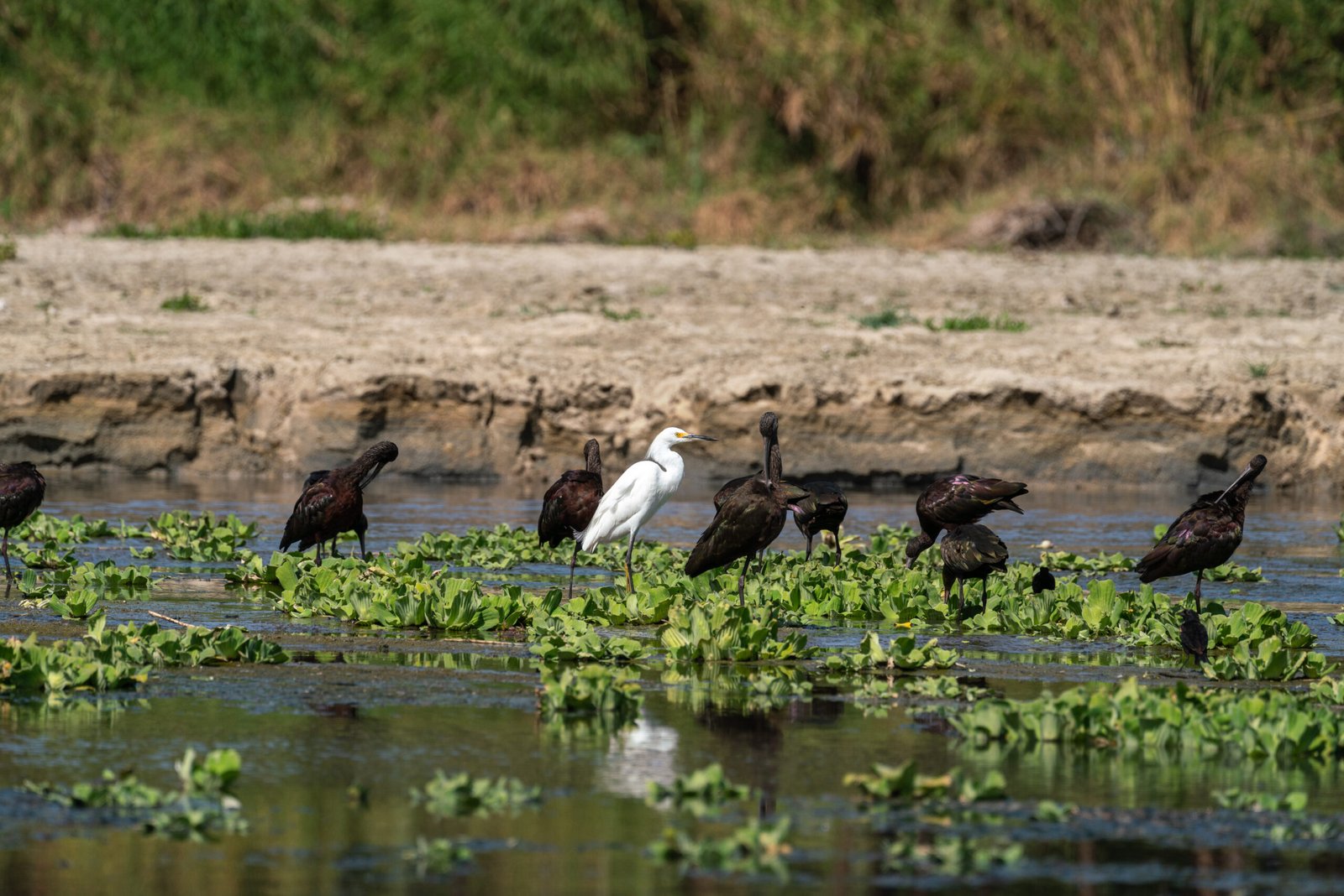 wetlands estuary birding tour in Cabo