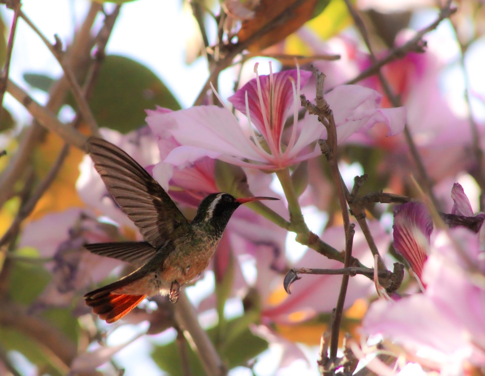 xantus hummingbird on birding tour in cabo