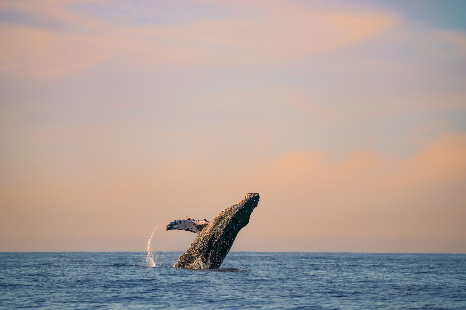 Whale watching cabo san lucas, humpback whale breaching